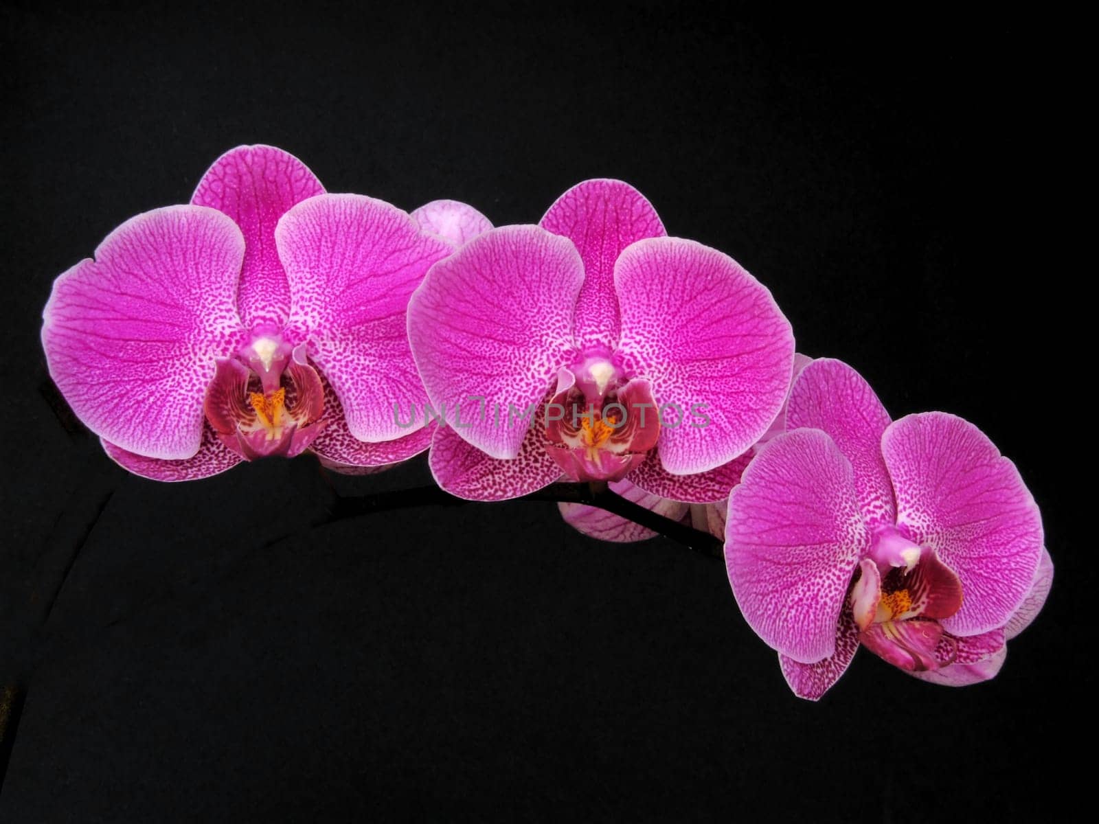 3 purple phalaenopsis