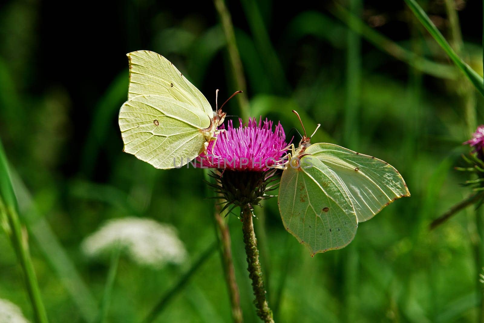 Brimstone