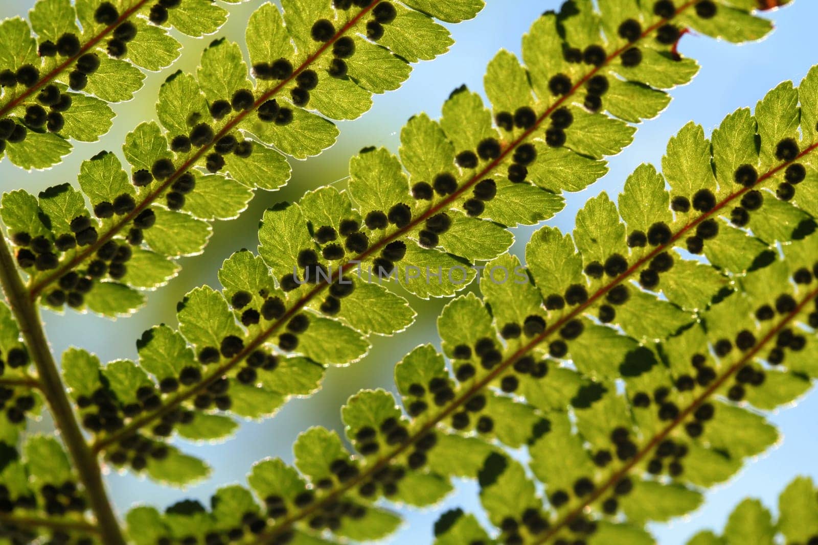 Fern in the backlight