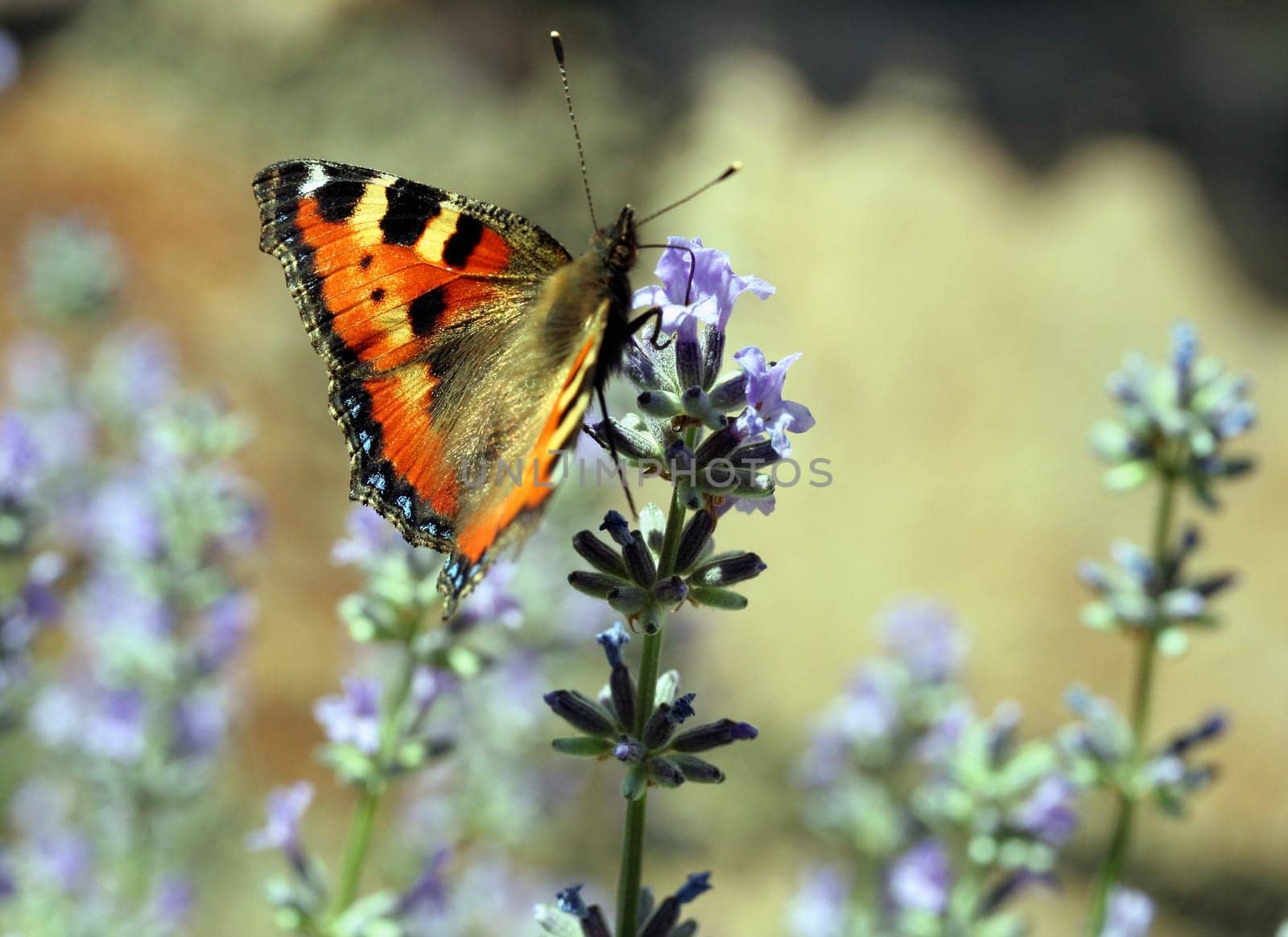 Little fox on lavender