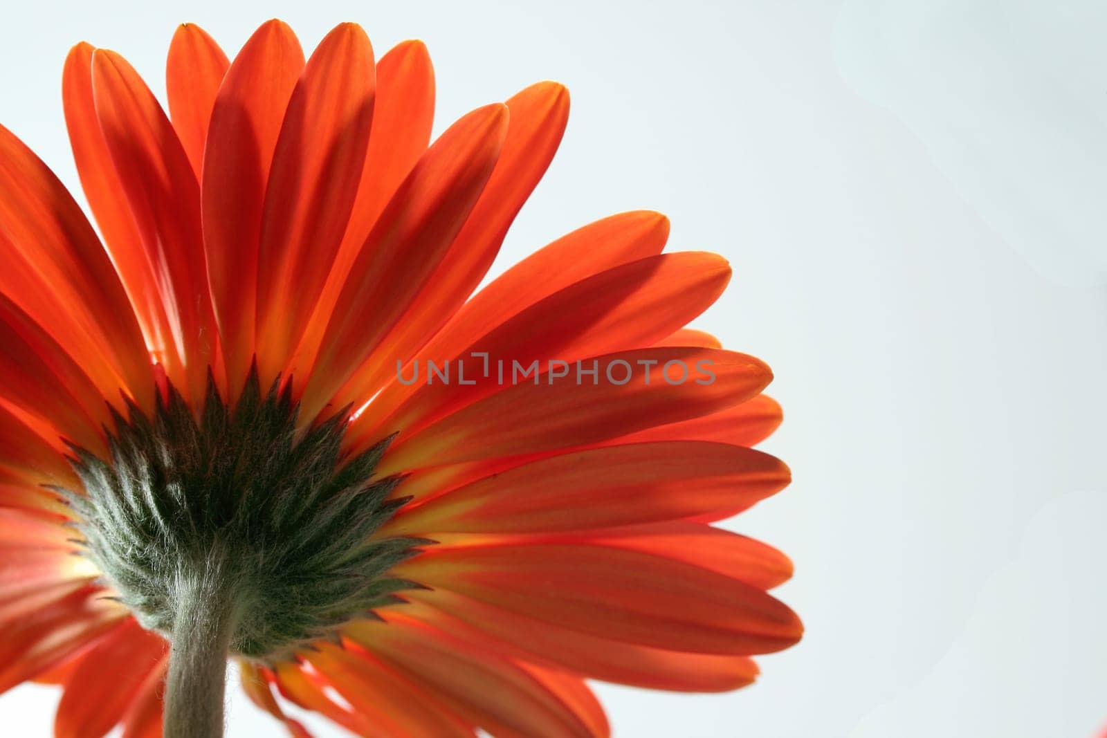 Gerbera in orange