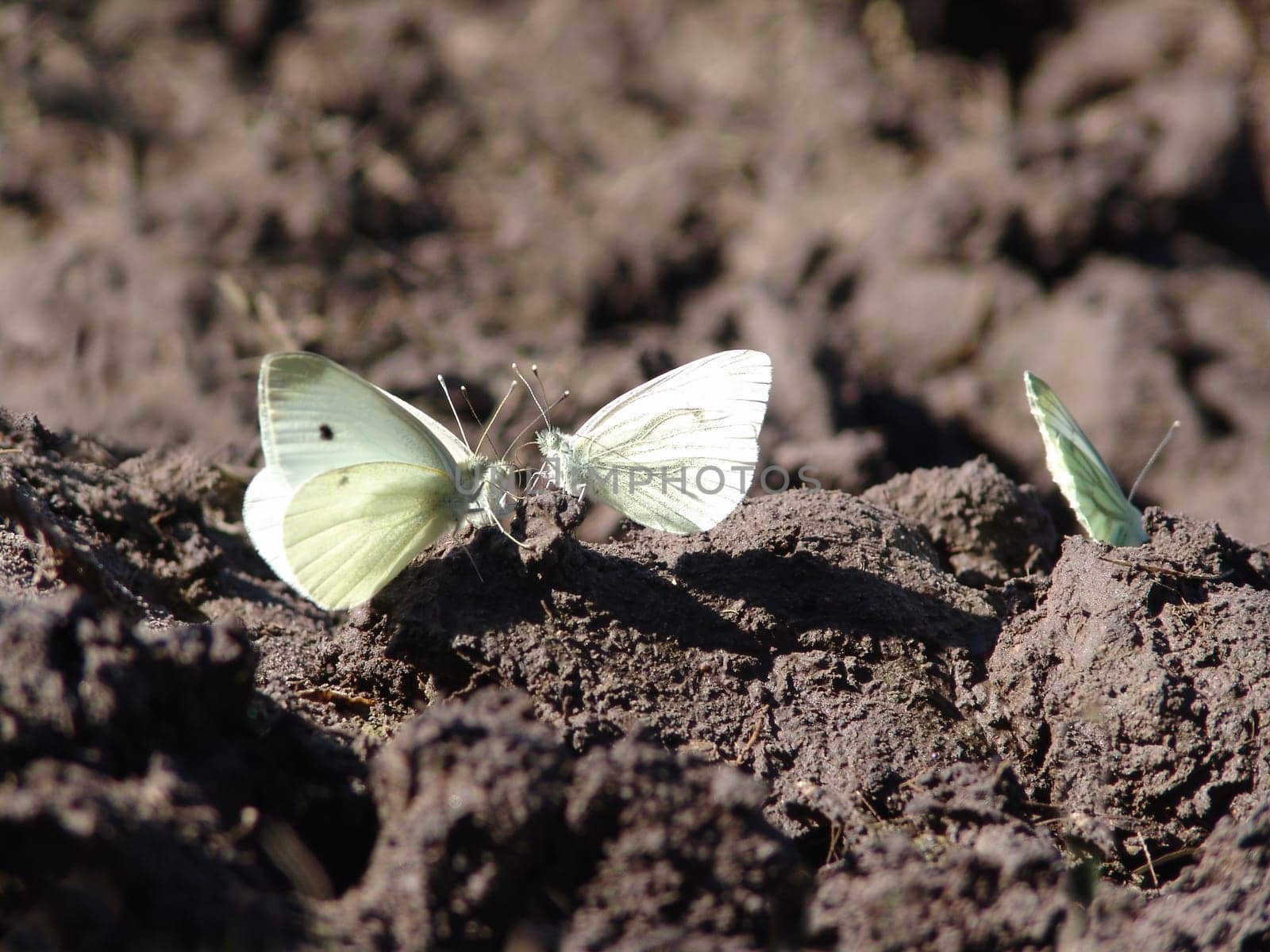 Cabbage whites