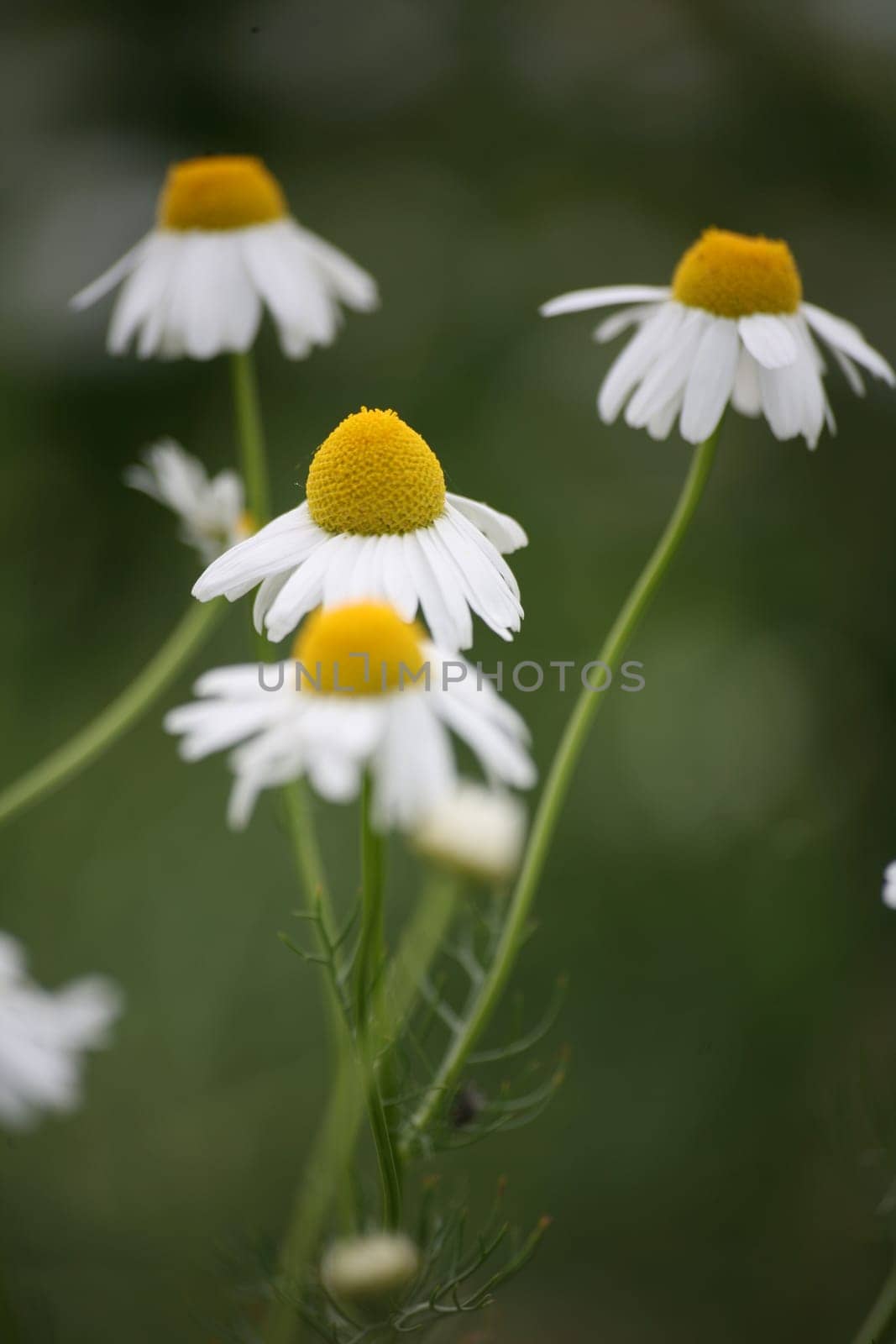 Chamomile in a meadow