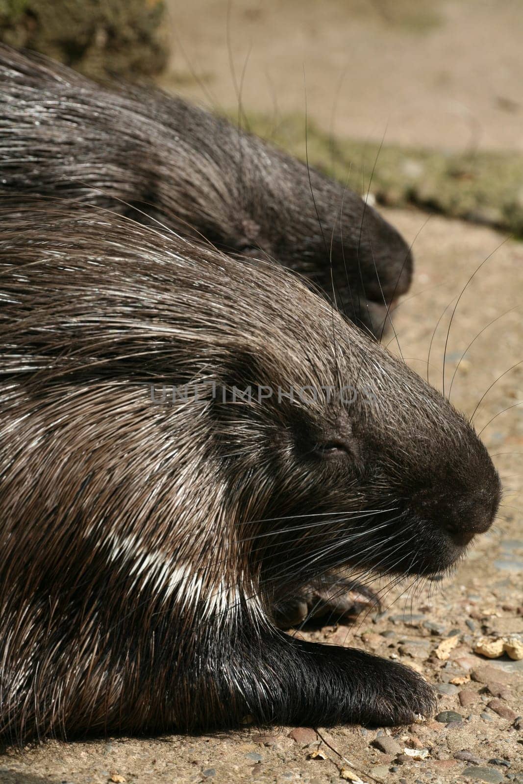 Two common porcupines (Hystrix cristata)