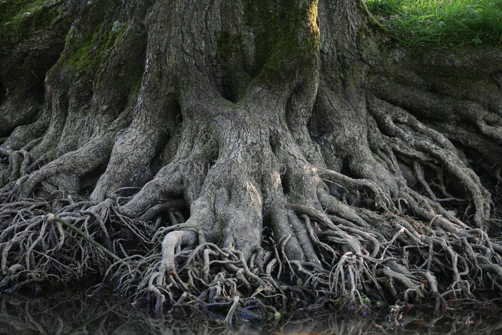 Mighty deciduous tree on the shore of a lake