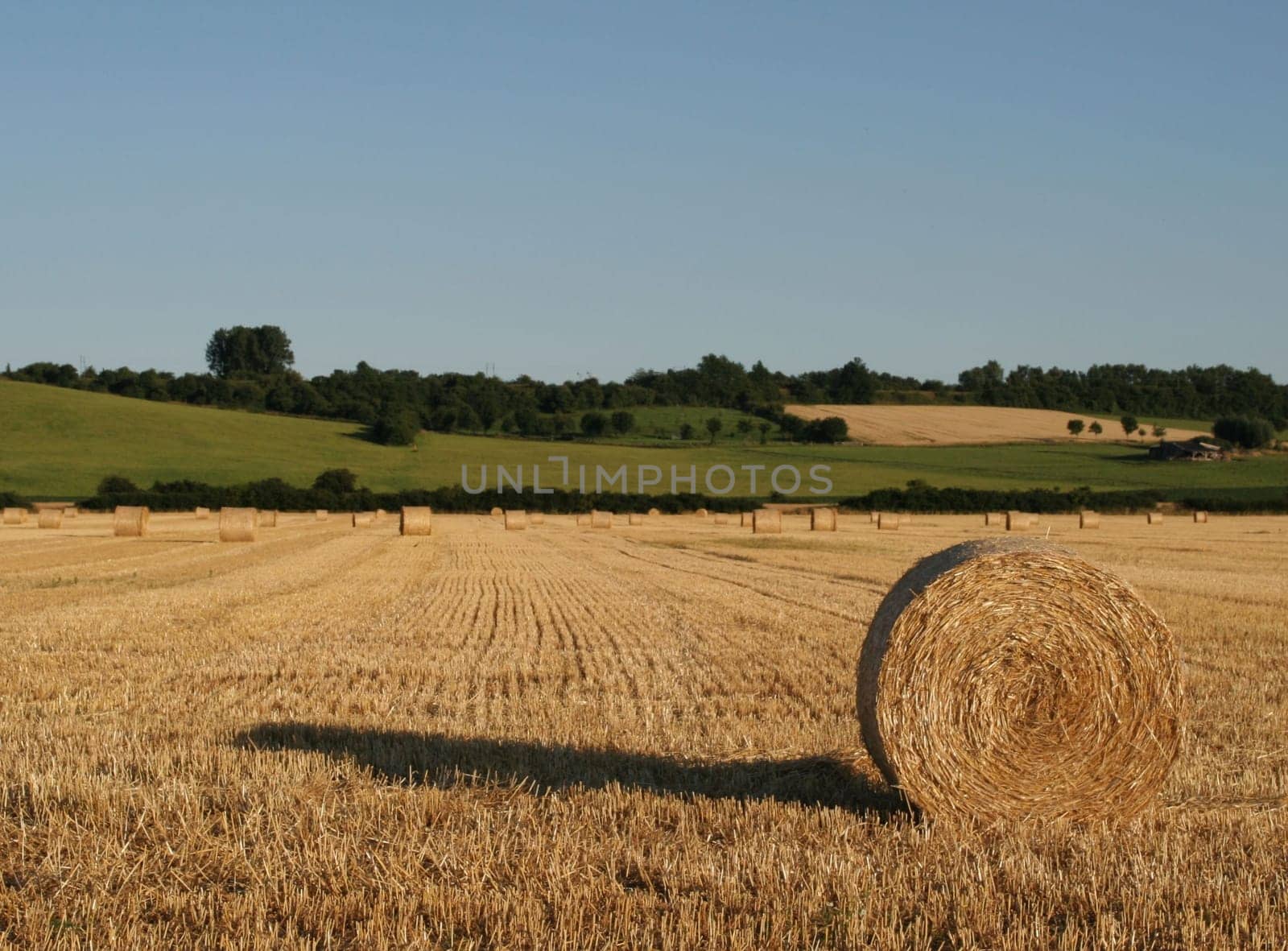 Harvest time