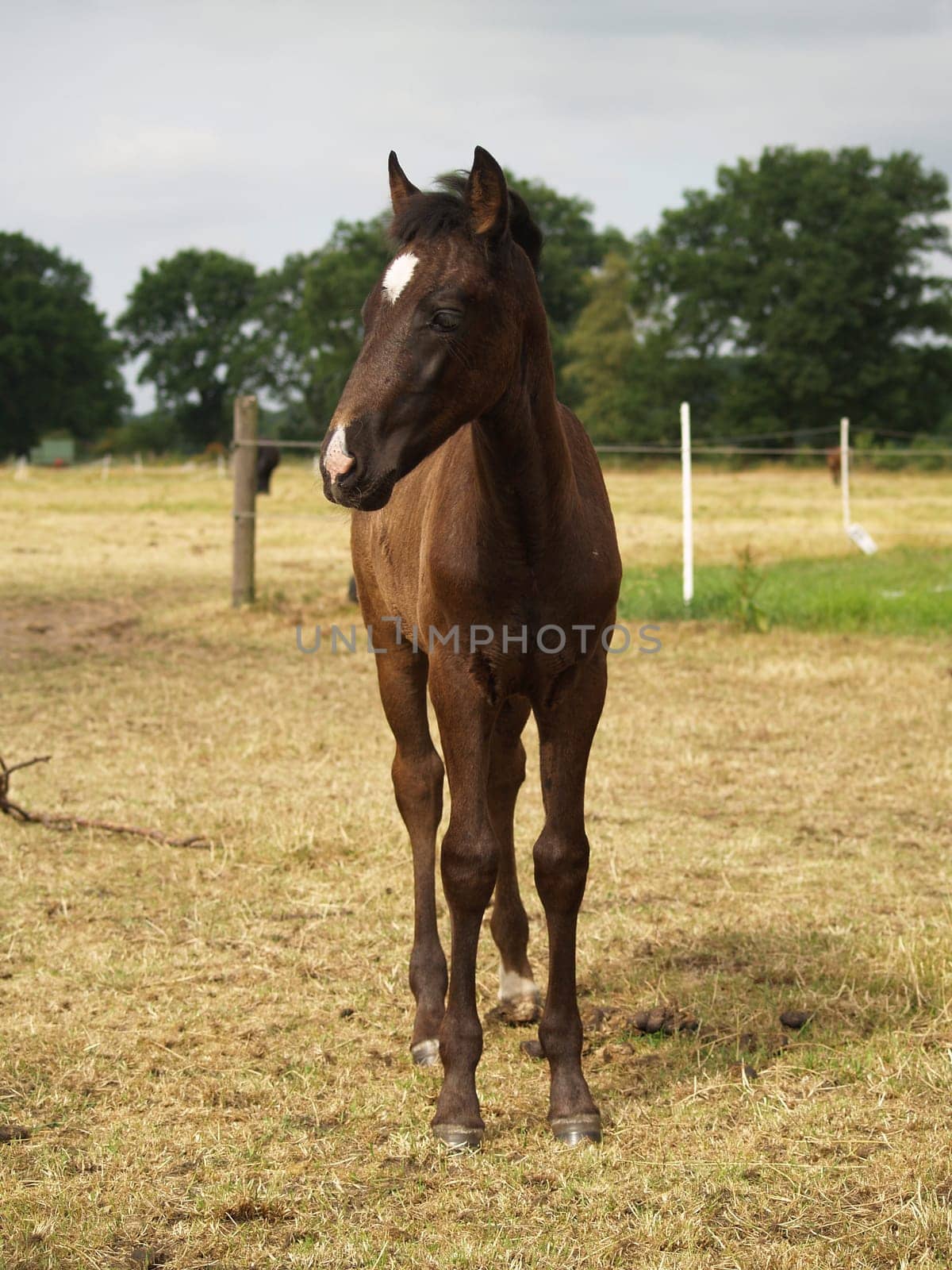 Foal