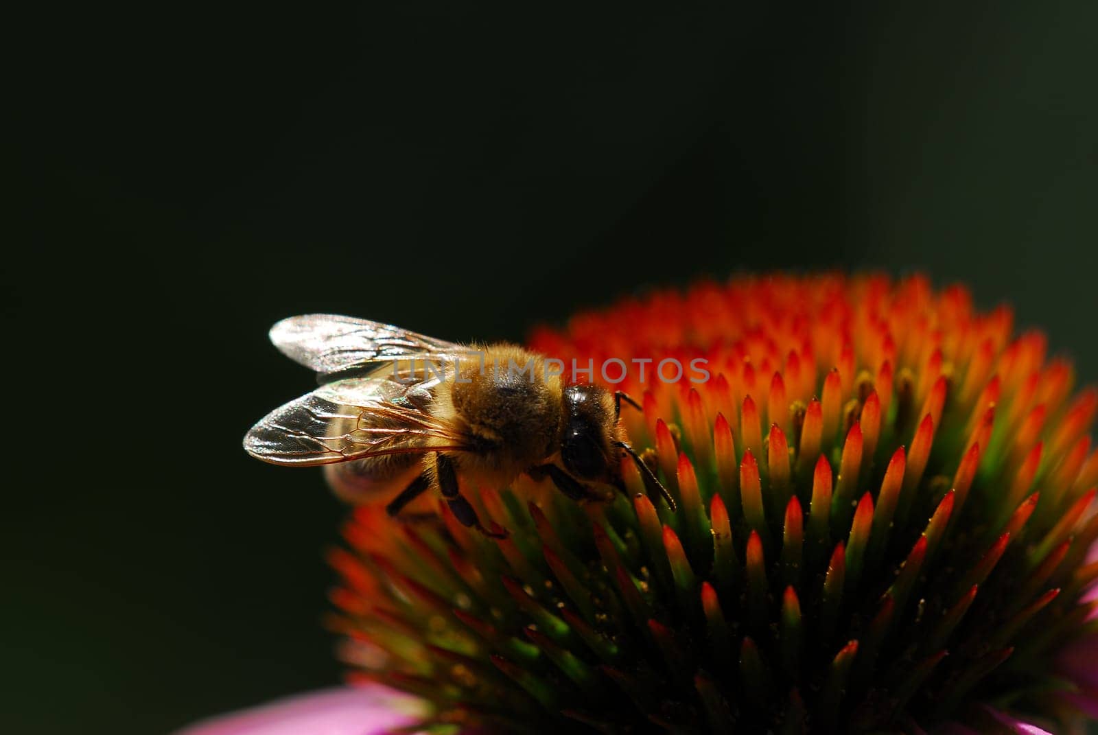 Bee