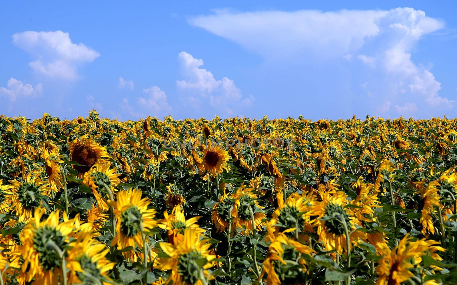 After a violent thunderstorm on the eve,the heads of sunflowers are quite disheveled