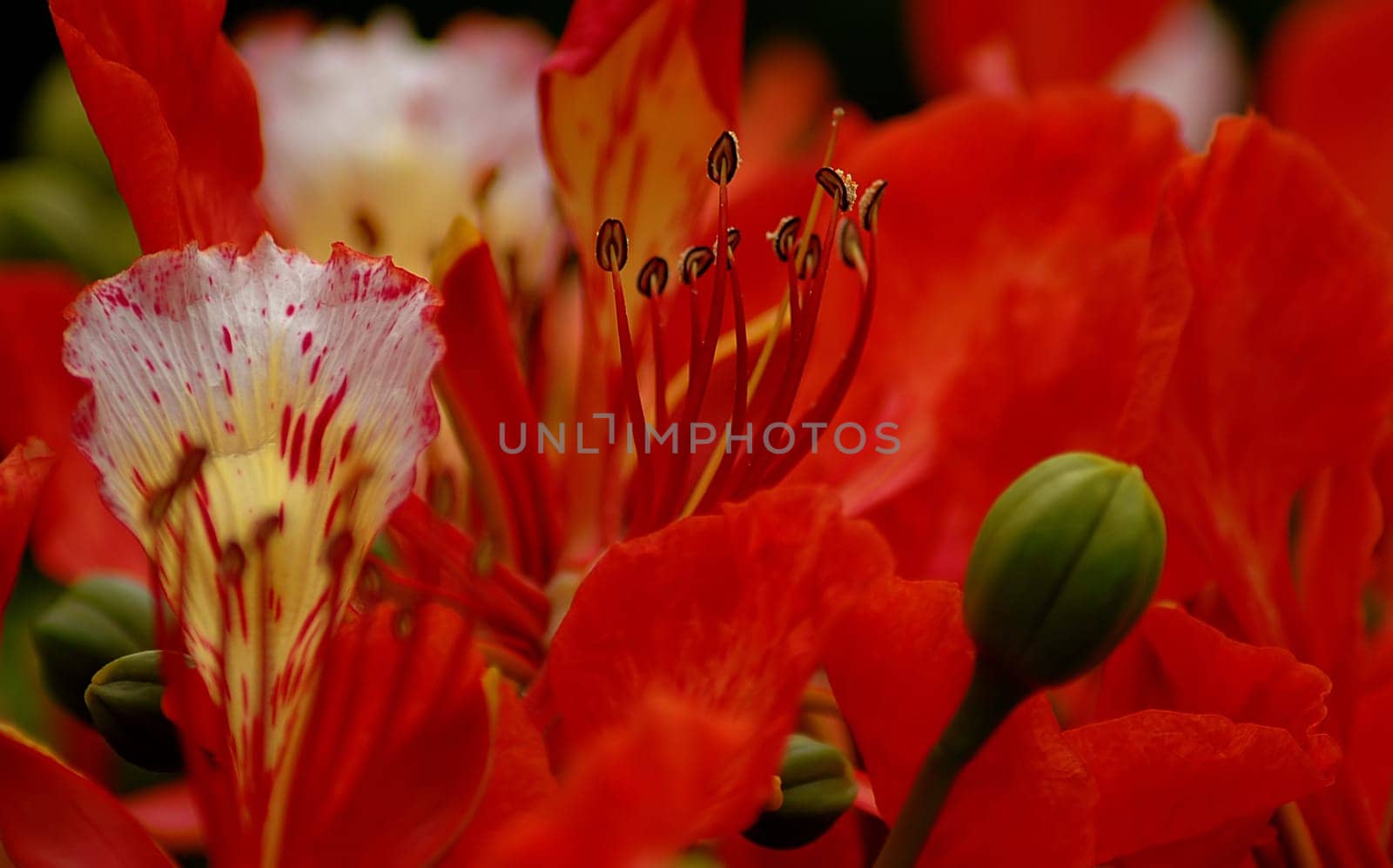 Here is a flower of the flame tree up close. It really looked like a sea of flames!:-)
