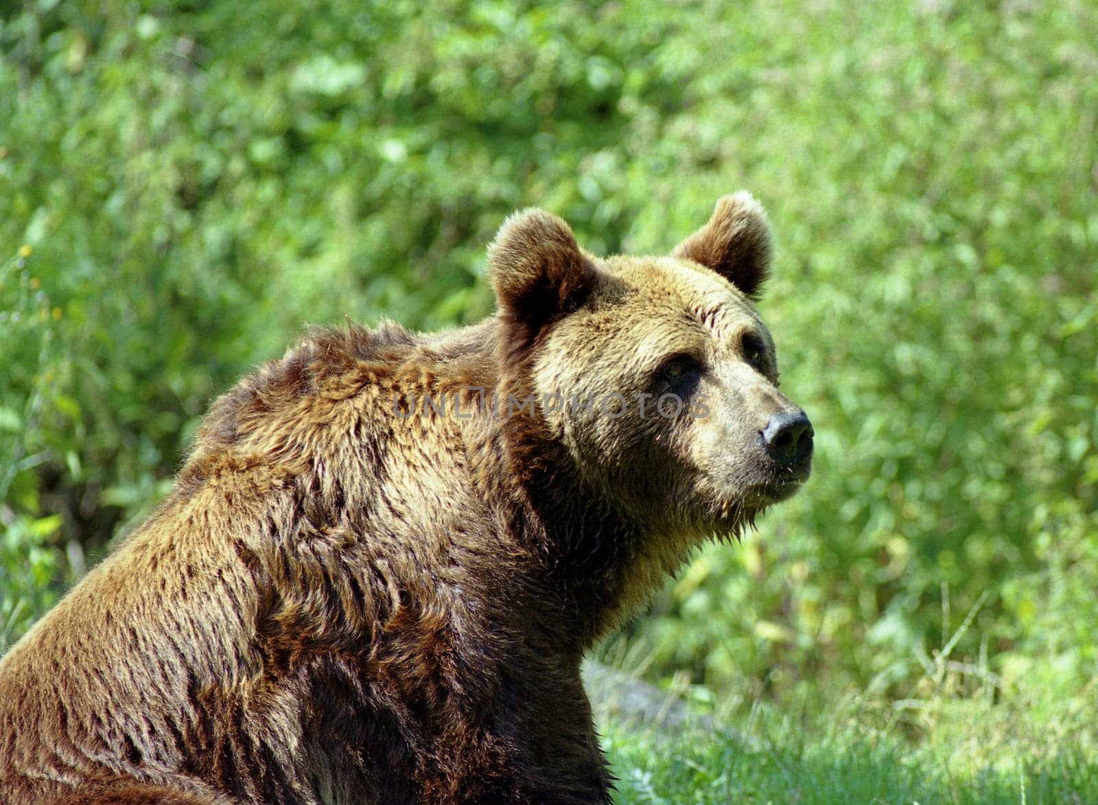 Cute Bear