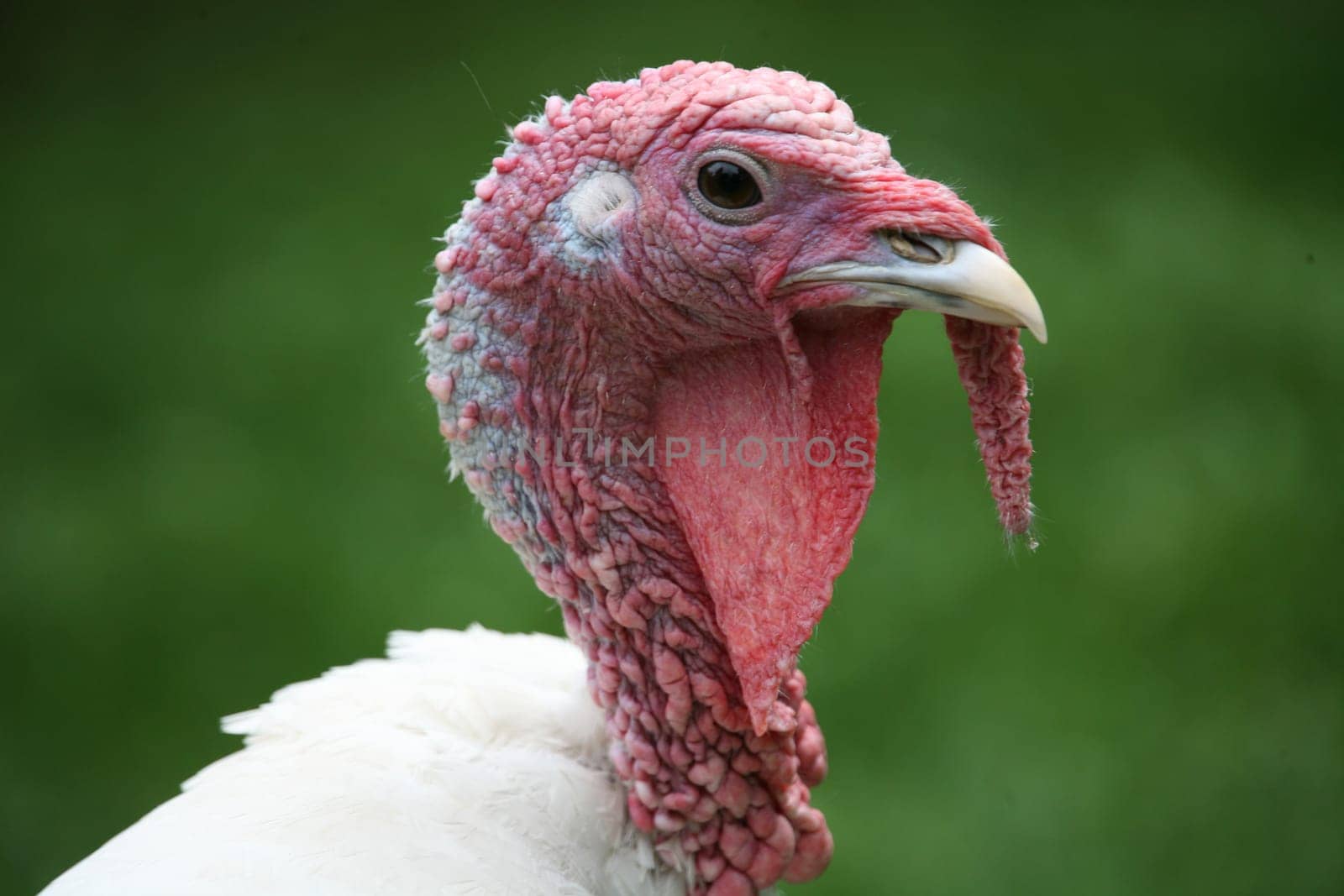 Beautiful turkey