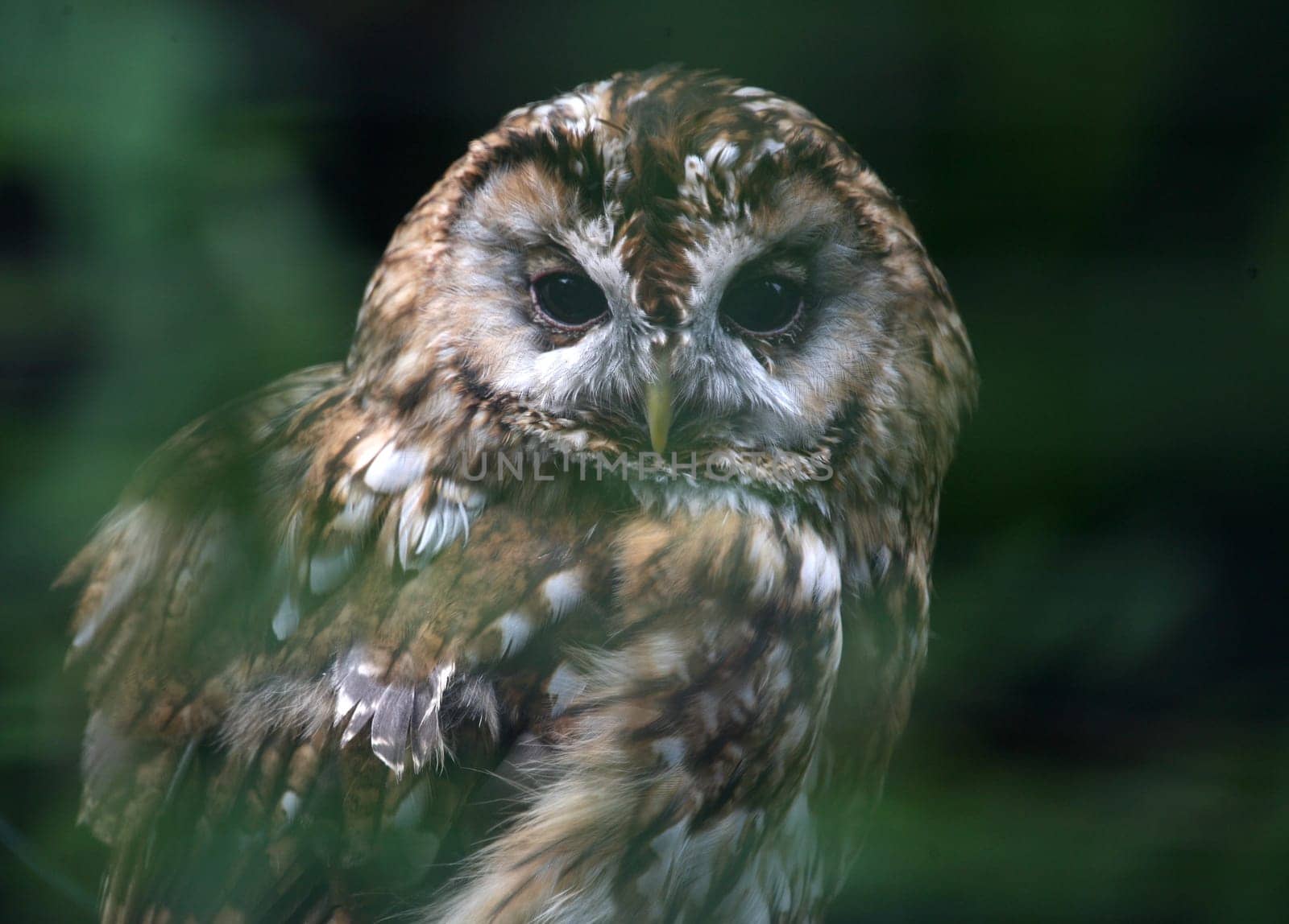 Strix aluco