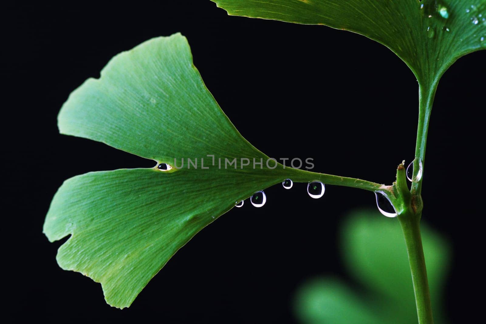 Gingko sprig
