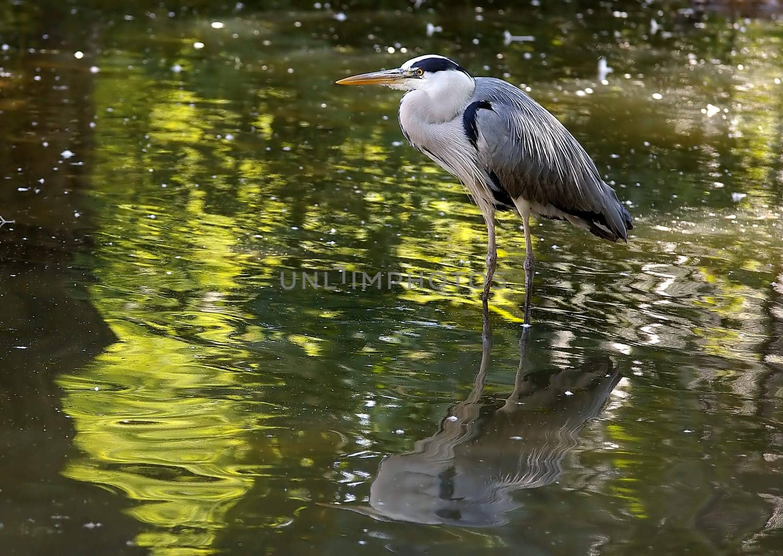 Grey heron
