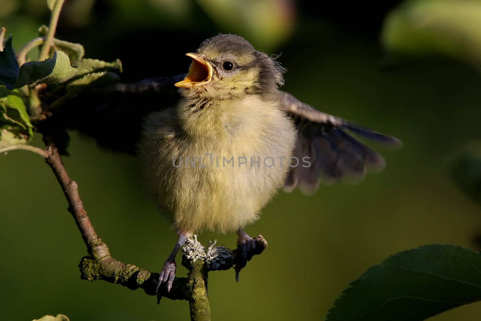 approx. 5 minutes after leaving the protective nest box for the first time