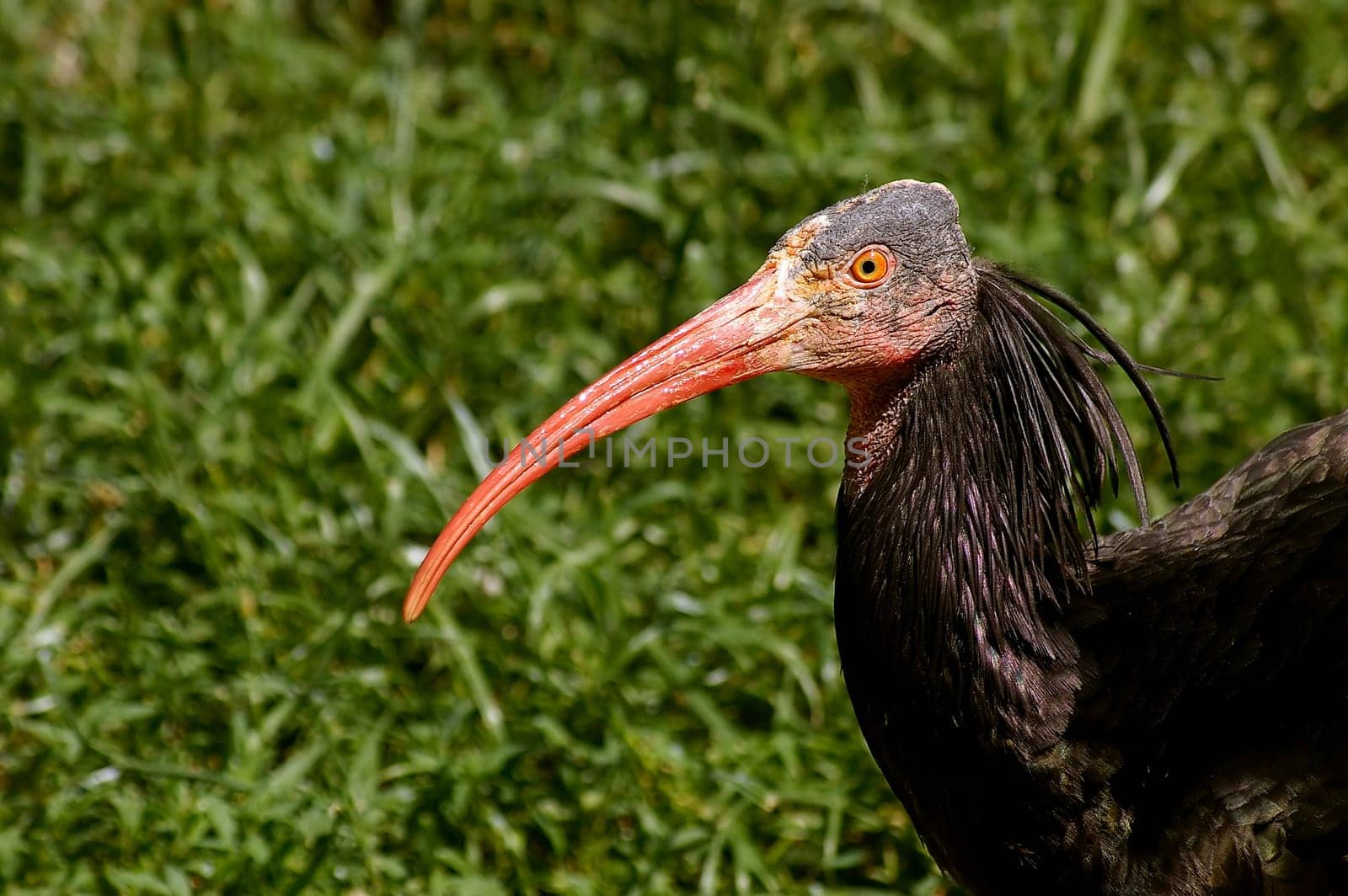 The Northern Bald Ibis (Geronticus eremita),also known as the "European ibis"" or ""crested ibis"",belongs to the ibises family. The Northern Bald Ibis was once a common bird in Europe,found in France,Switzerland,Germany,Austria,Spain and the west of the"