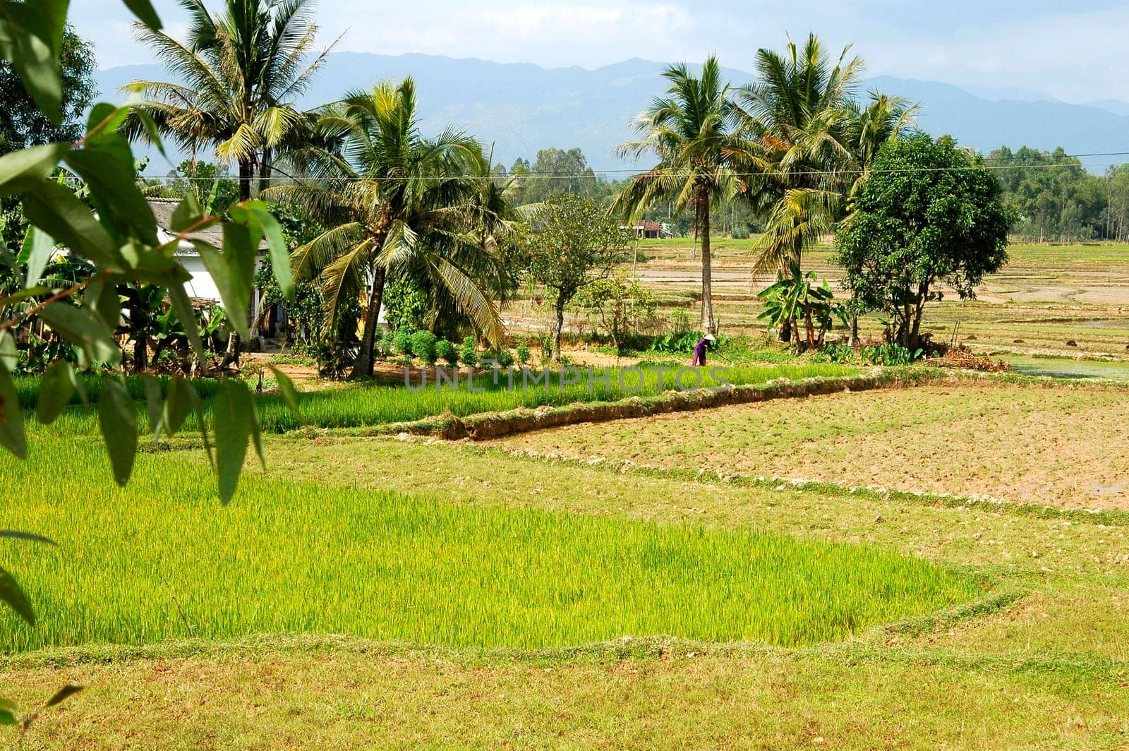 Landscape with rice field in central Vietnam
