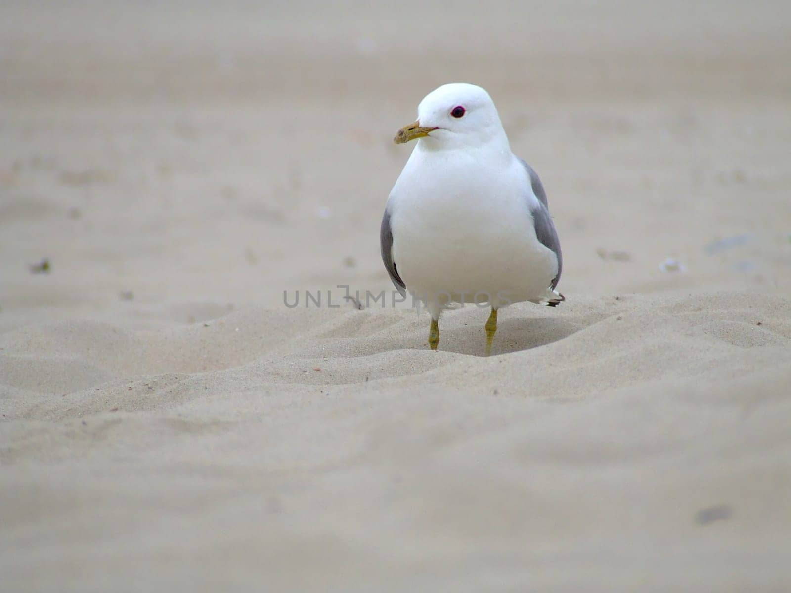 Herring gull