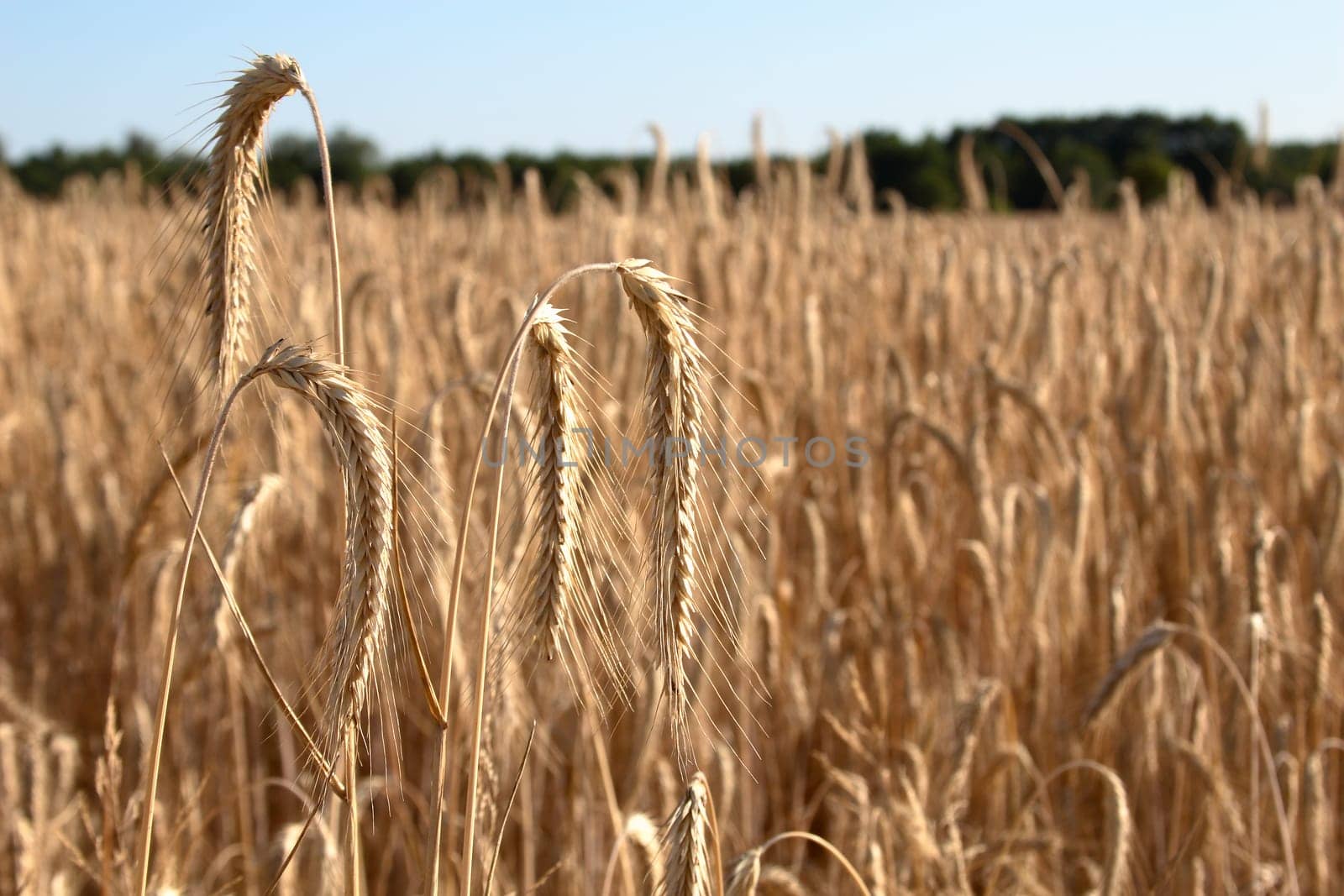 Rye stalks