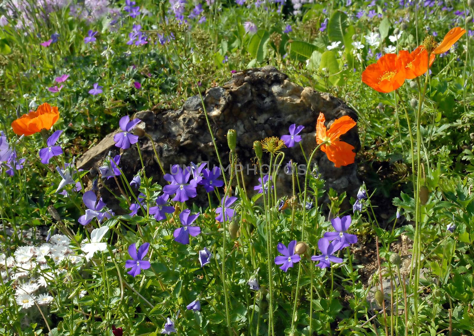 Colourful mountain garden