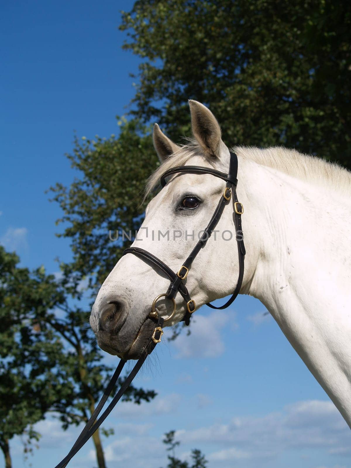 Lusitano Negócio