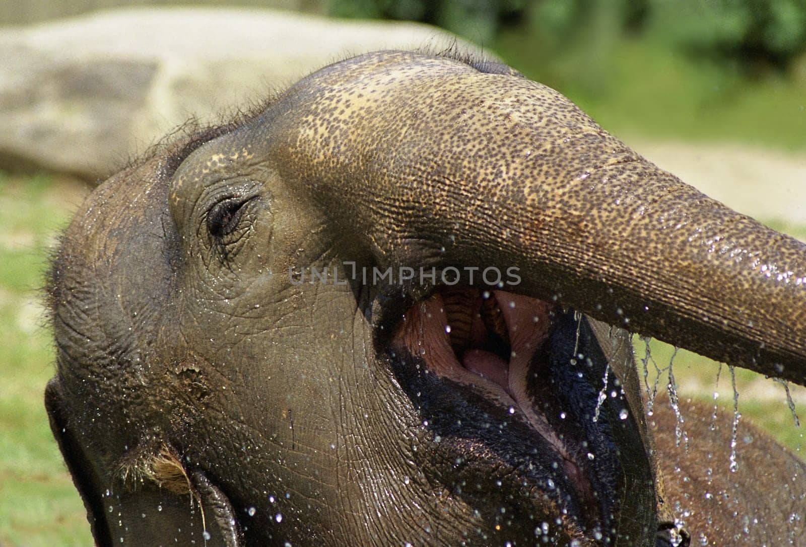 Bathing