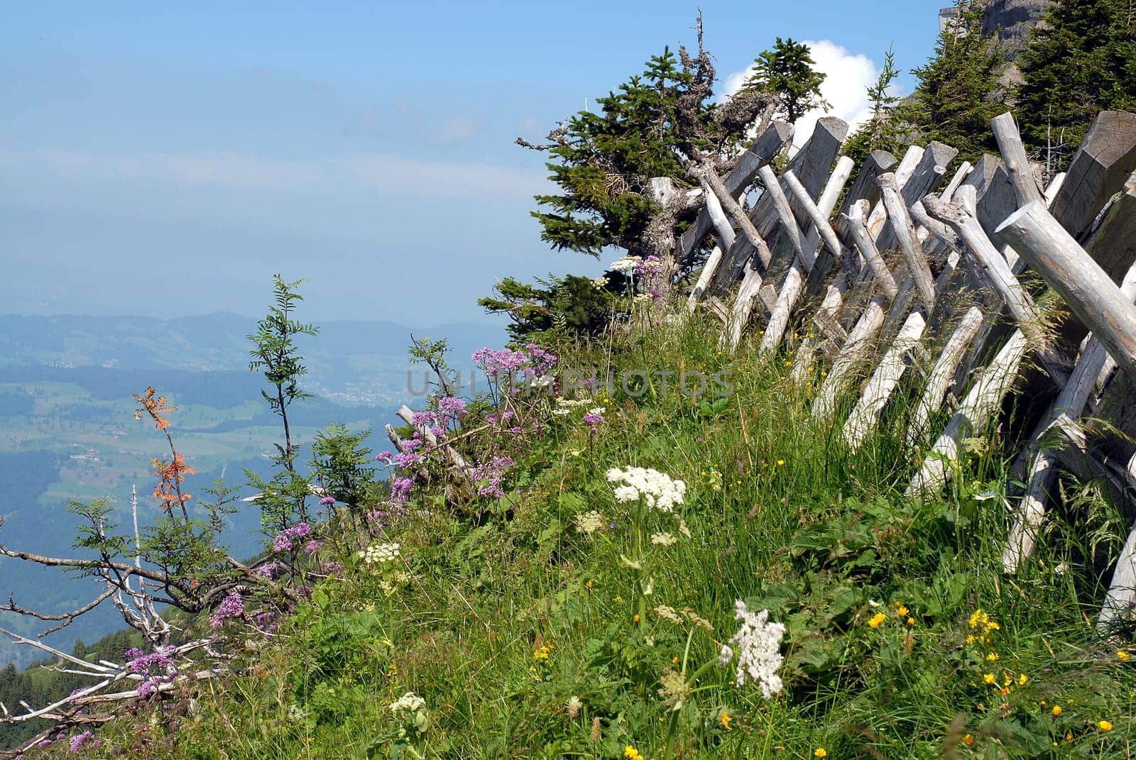 Along the hiking trail,in the ascent to the Rigi in Central Switzerland.