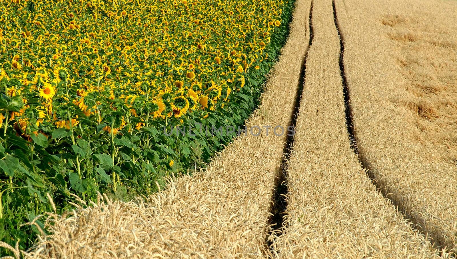 Farming is so colourful and enjoyable