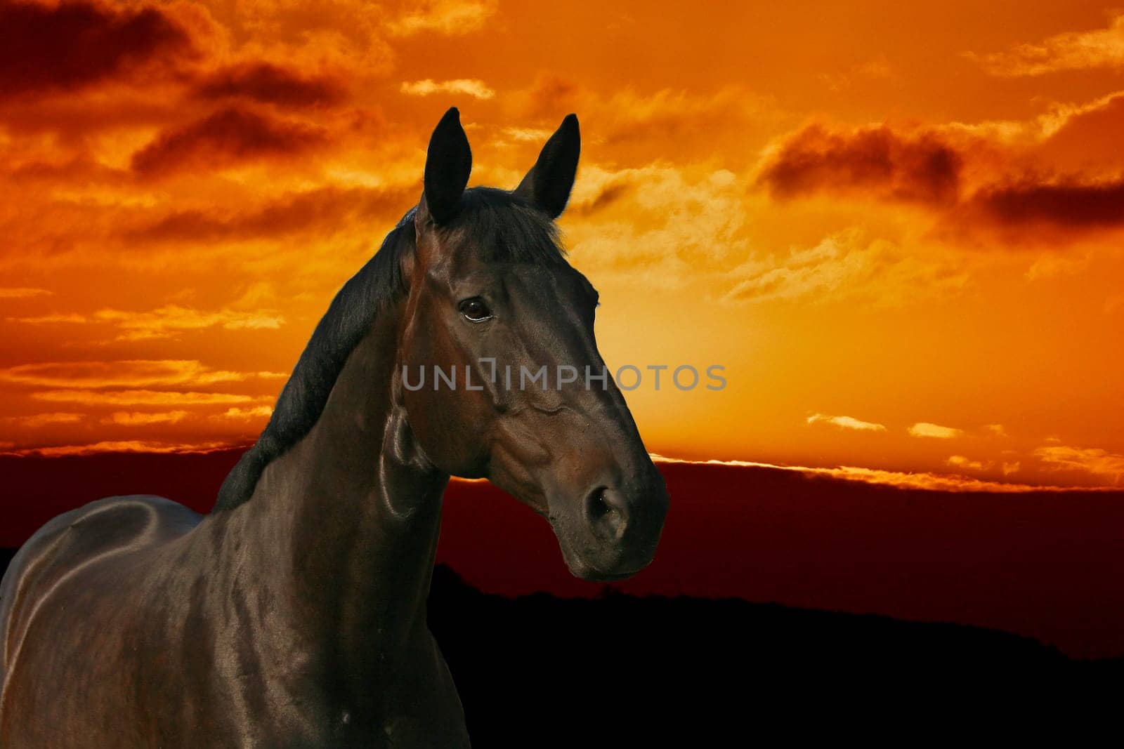 As luck would have it,yesterday at the shoot had a daughter of the well-known stud stallion Zamiro in front of the lens,she is fully the father ... Unfortunately,there are no freewheel pictures because the lady is not up to speed in terms of health. Since the background