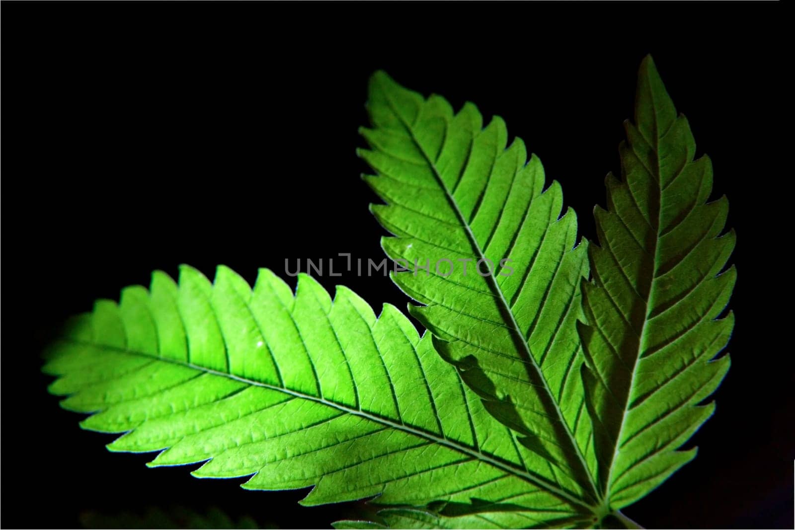 Hemp leaf