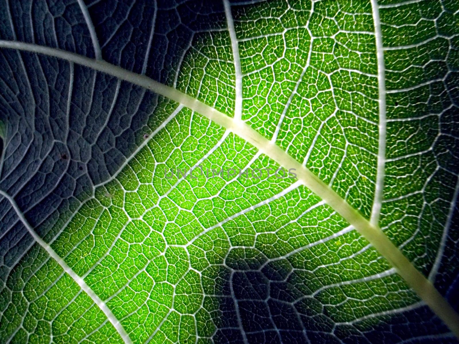 Fig leaf