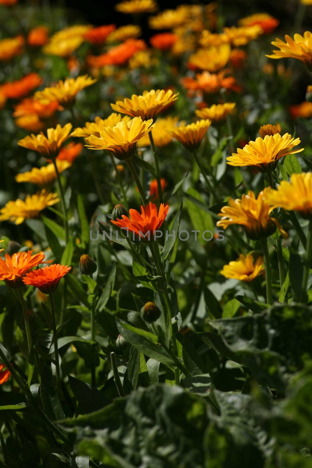 Carpet of flowers