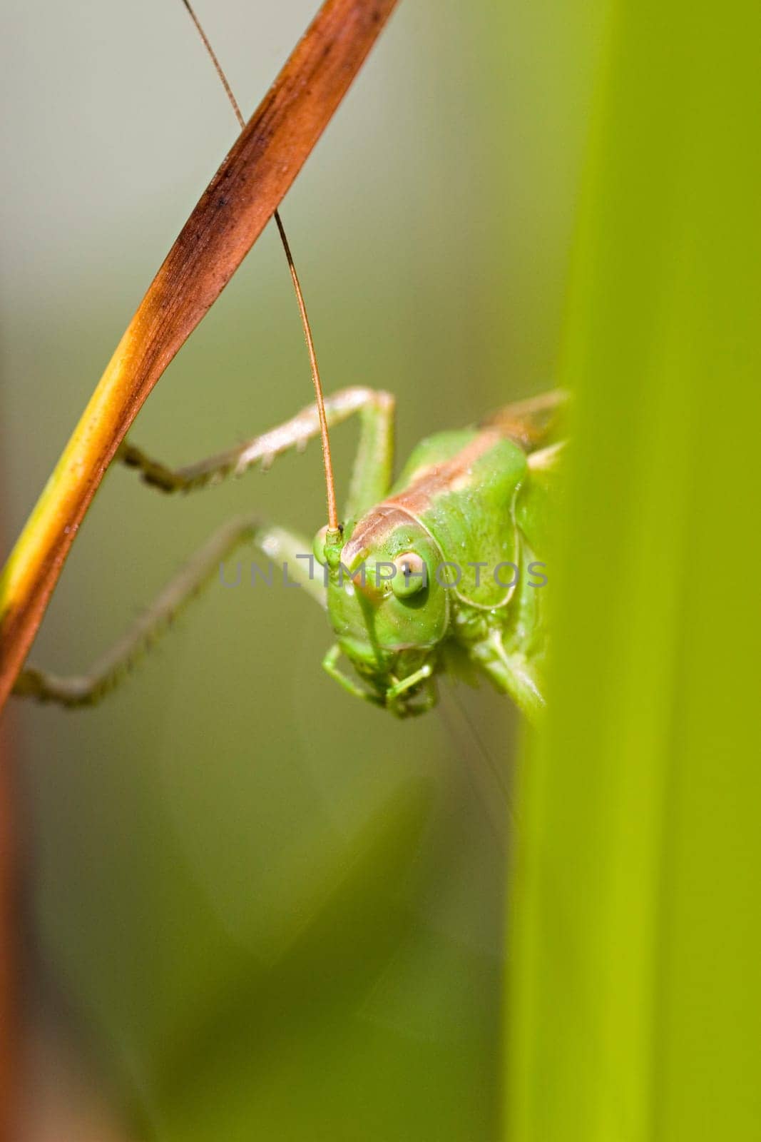 Green Hayhorse 1