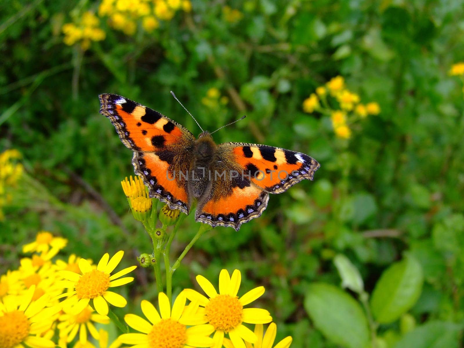 Painted lady