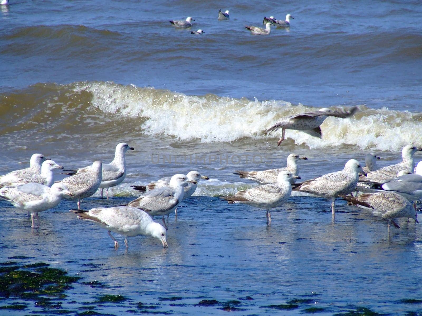 Seagulls