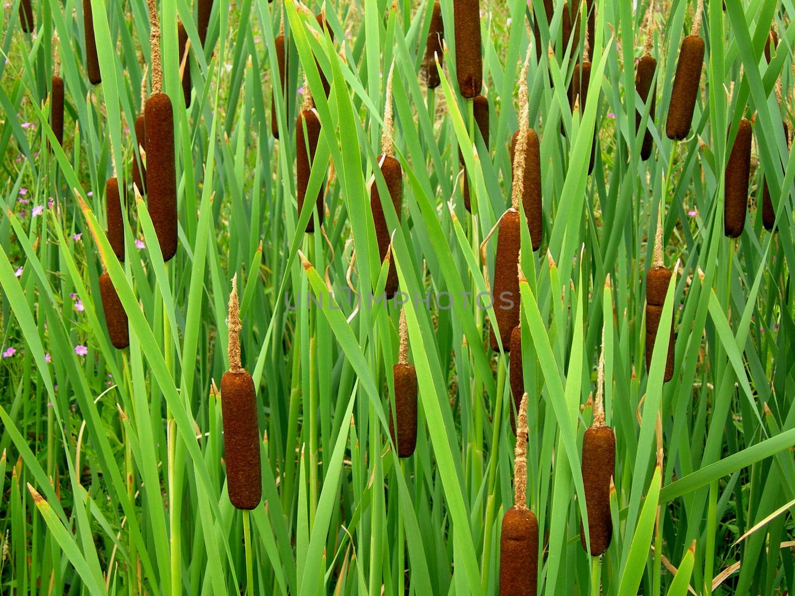 Reed