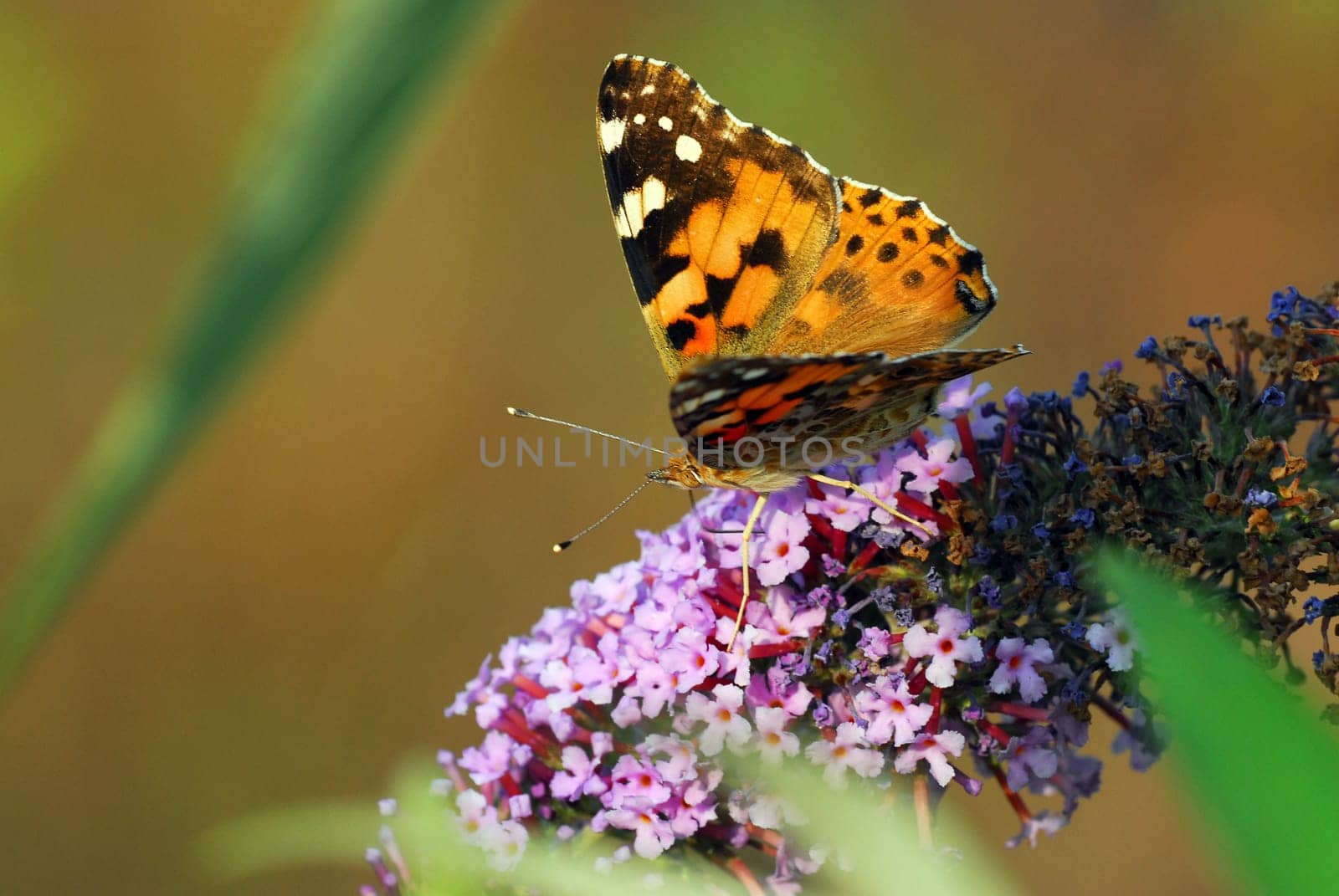 Painted lady