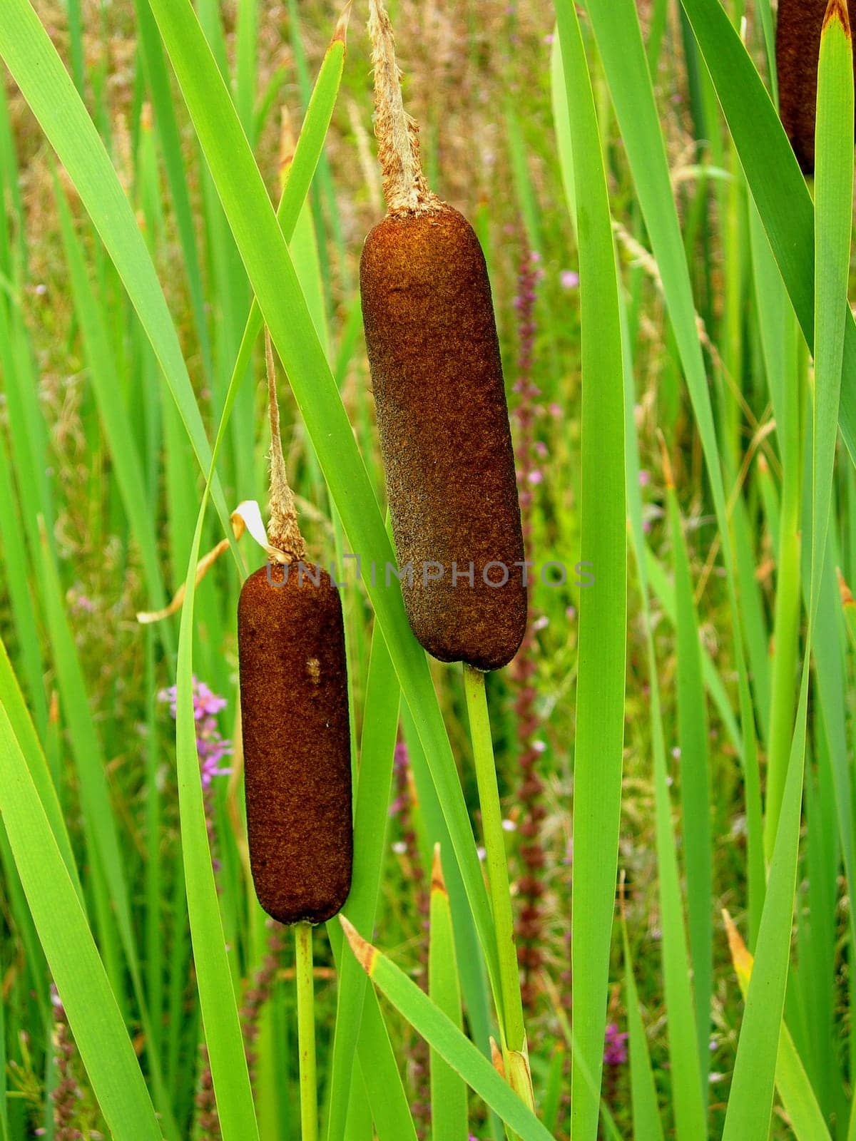 Reed