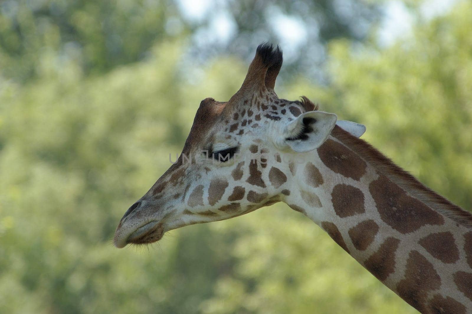 Giraffe 01
