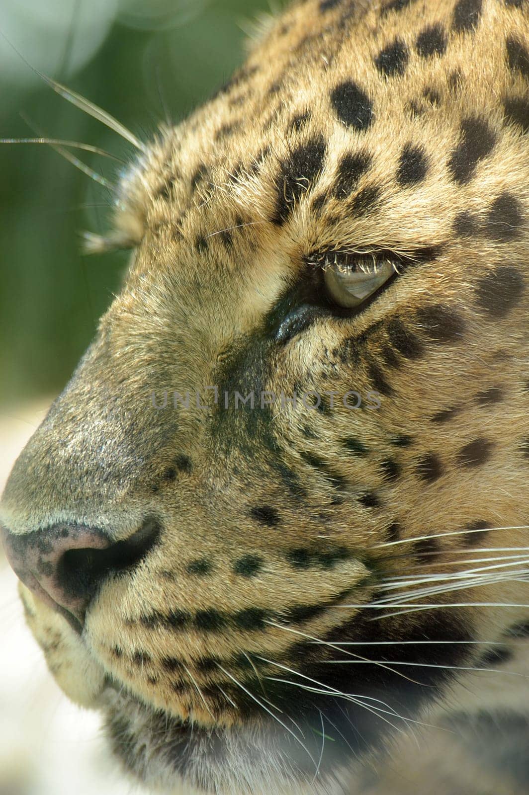 Leopard 03