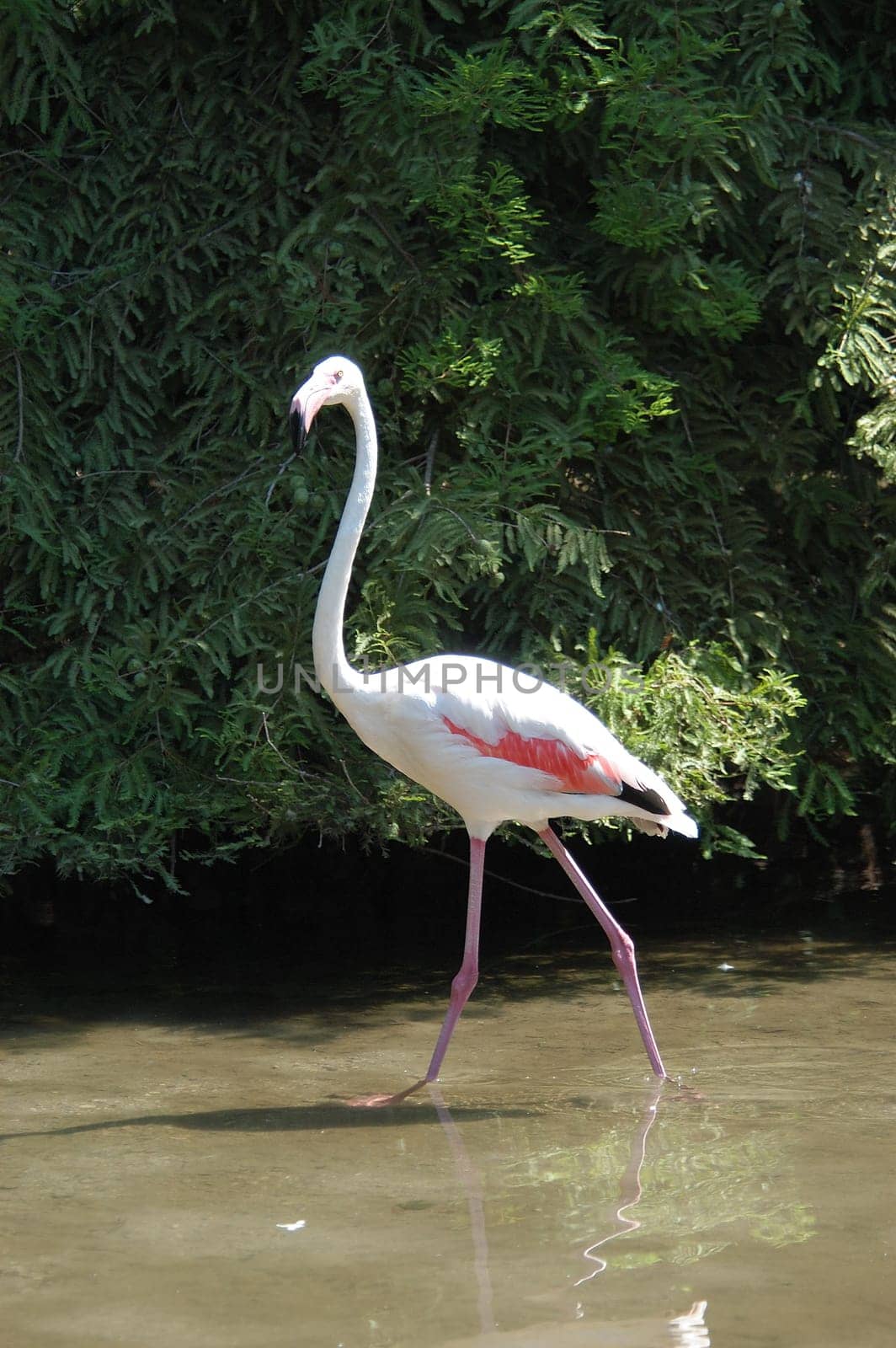 Flamingo 02