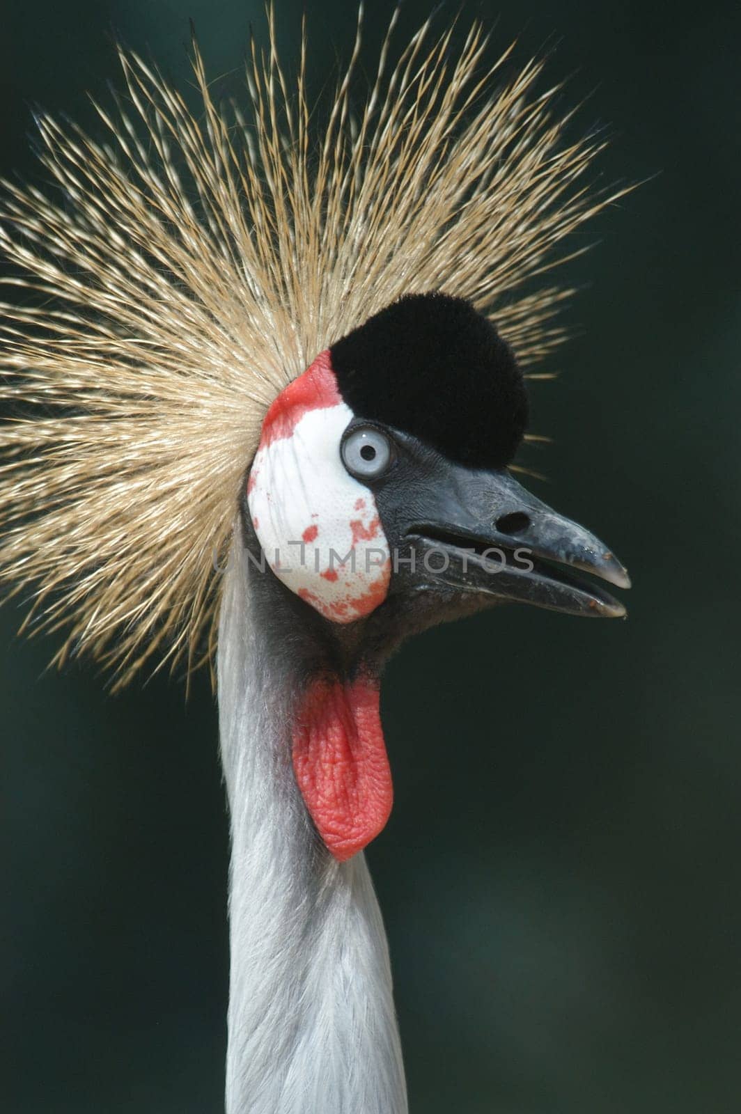 Crowned crane