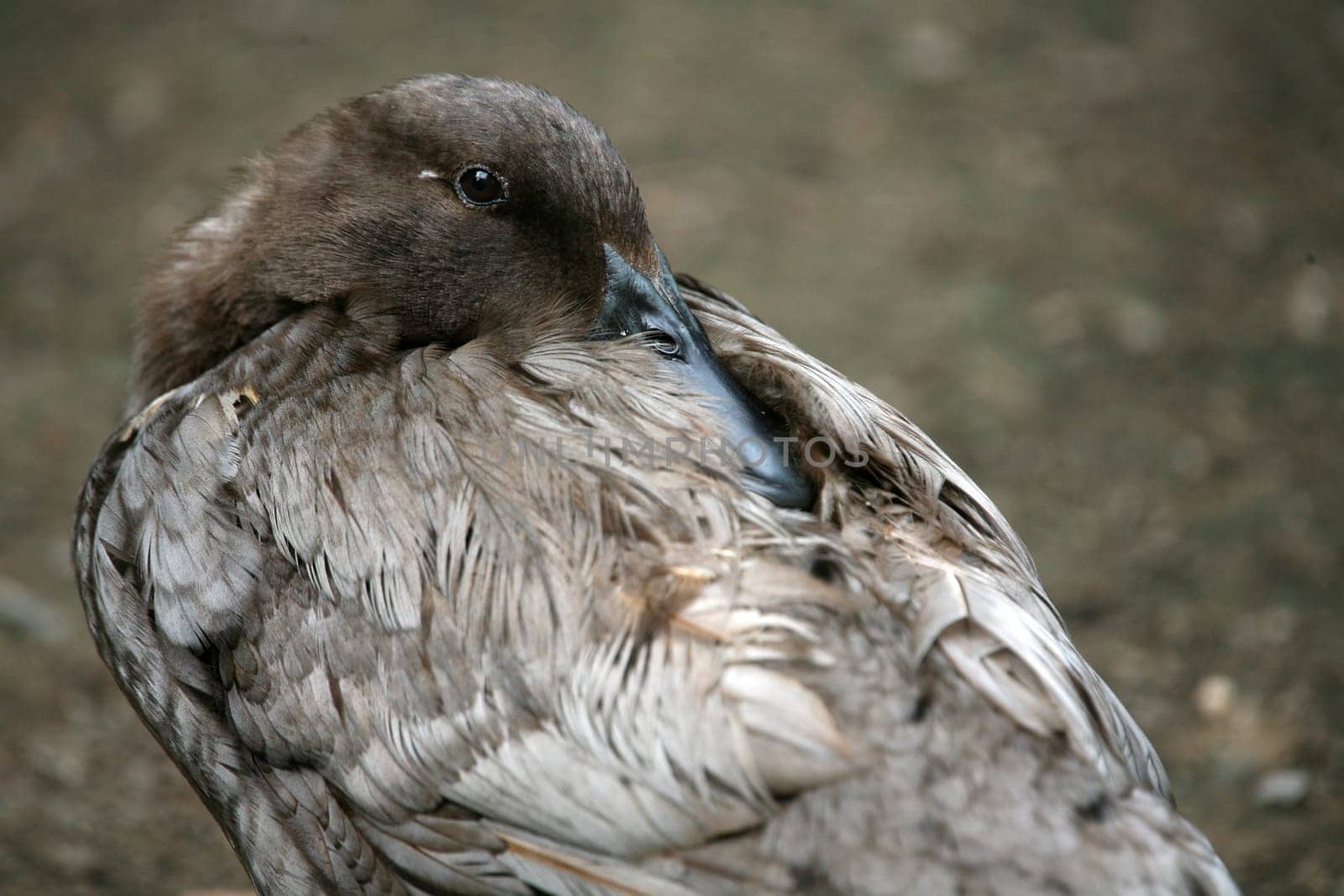 Tired waterfowl