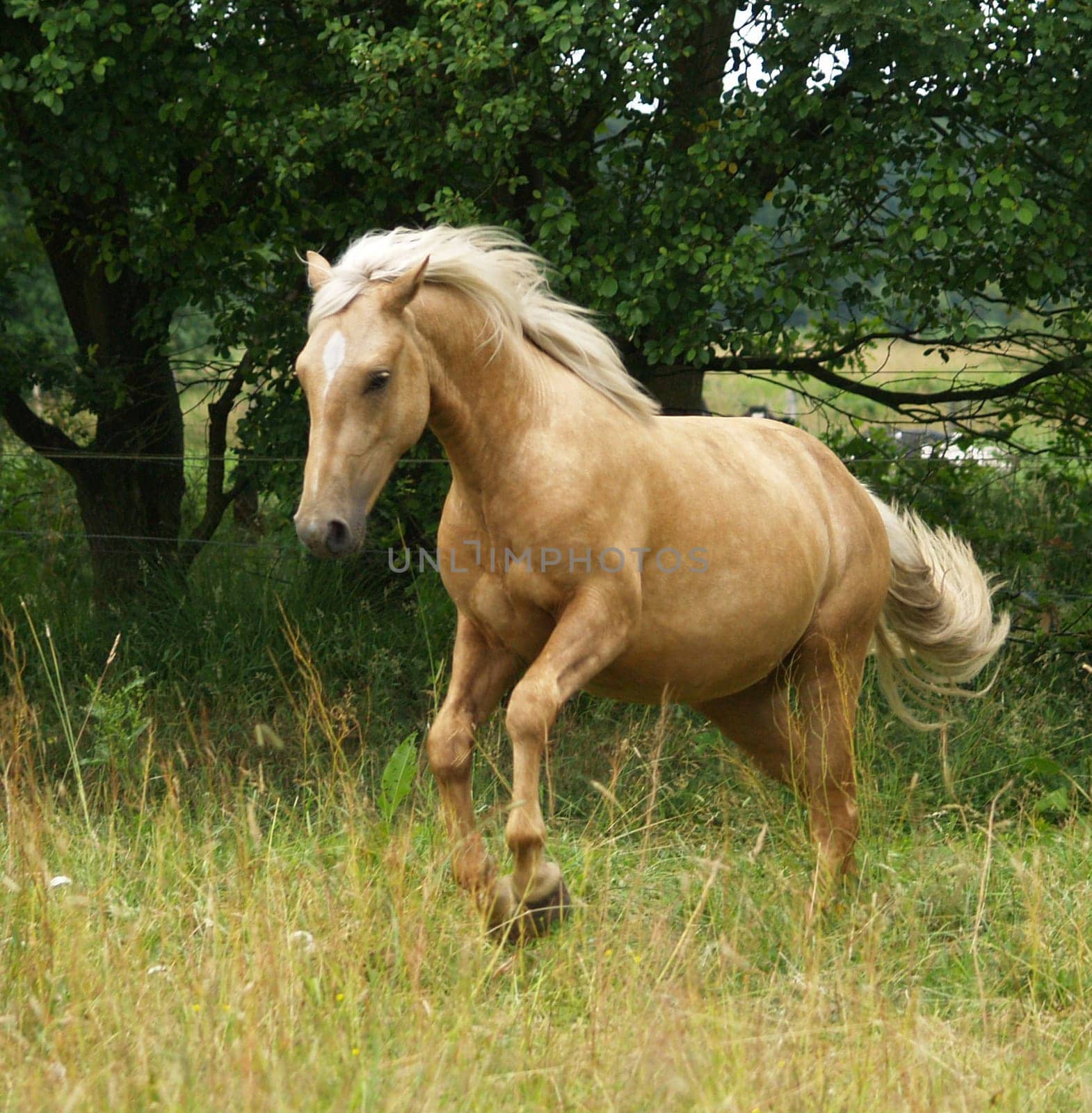 Palomino