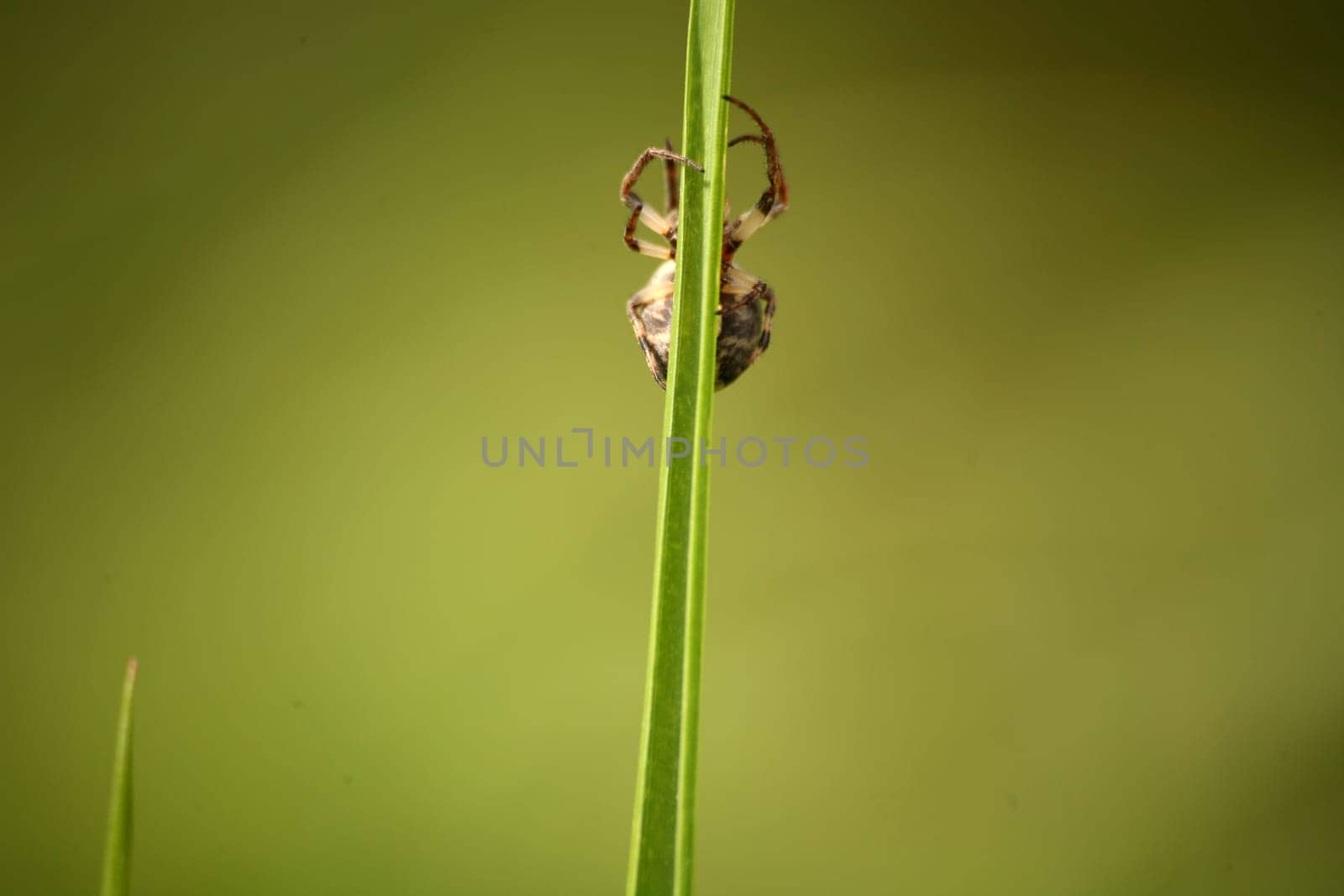 Garden spider on a blade of grass
