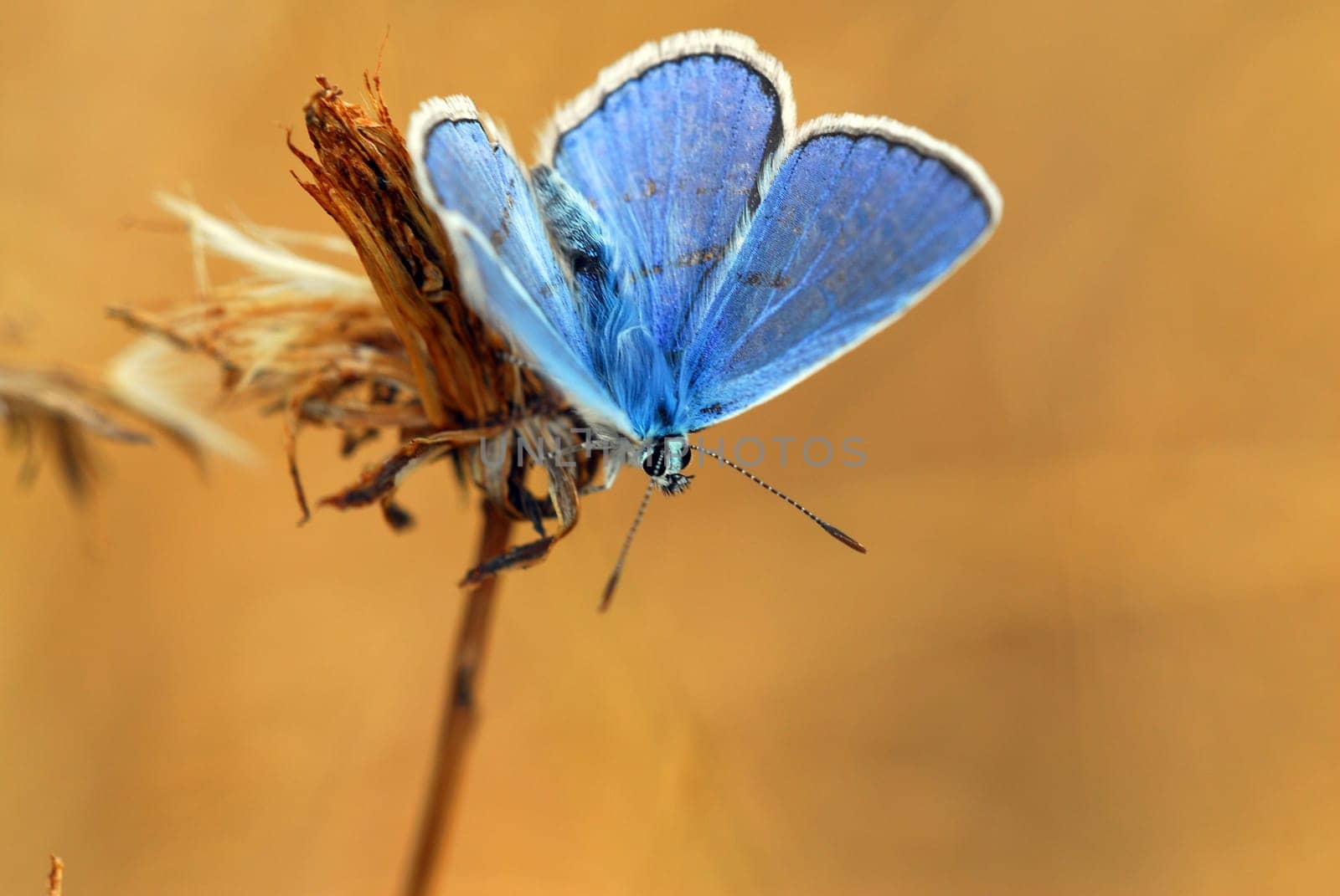 Blue Rules
