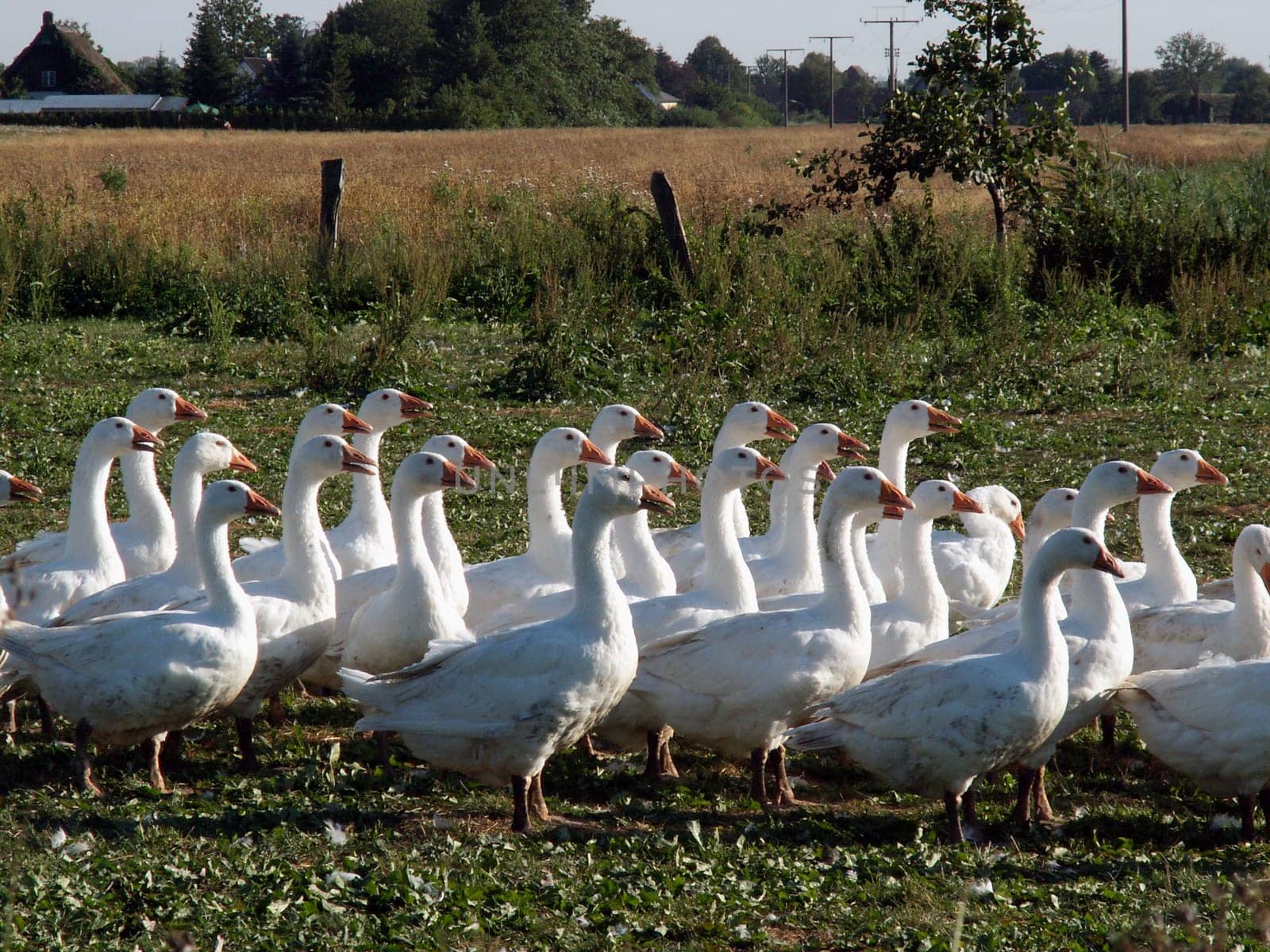Goose march