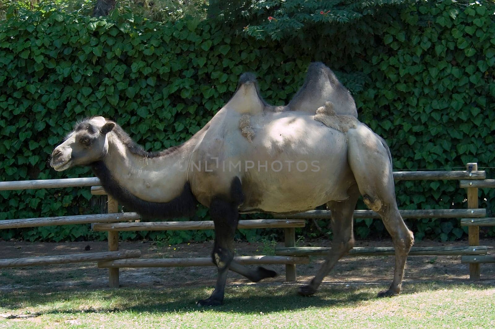 Camel
