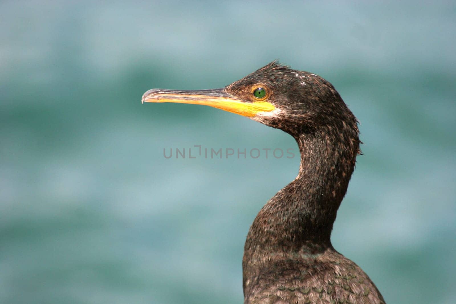 Cormorant